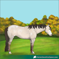 Horse Color:White Spotted Sable Champagne Dun Sabino Rabicano 