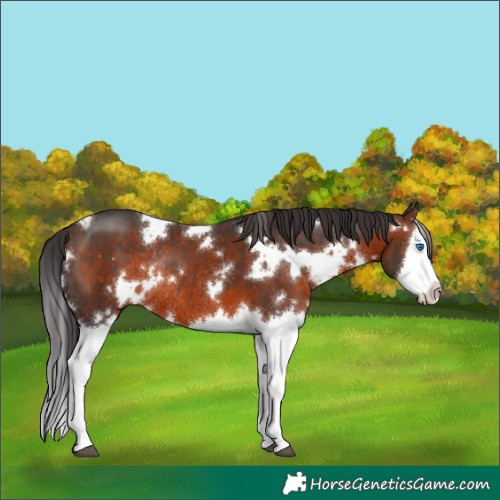Horse Color:White Spotted Brown Sabino Splash Rabicano