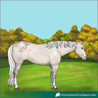 Horse Color:White Spotted Silver Brown Dun Splash Appaloosa Rabicano 