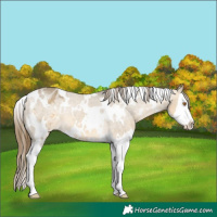 Horse Color:White Spotted Buckskin Dun Splash Appaloosa