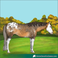 Horse Color:Buckskin Sabino Splash Appaloosa 