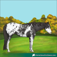 Horse Color:Smoky Black Sabino Appaloosa 