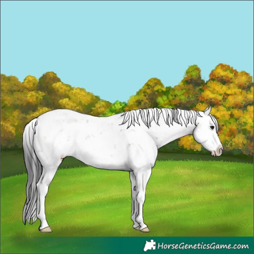 Horse Color:Brown Dun Sabino Splash
