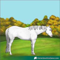 Horse Color:Brown Dun Sabino Splash 