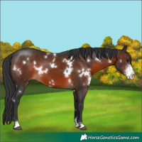 Horse Color:White Spotted Brown Sabino