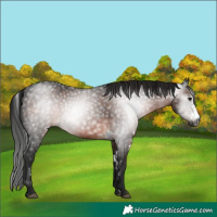 Horse Color:Gray White Spotted Brown Sabino 
