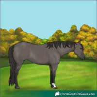 Horse Color:Smoky Grullo