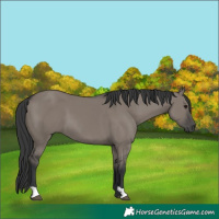 Horse Color:Grullo 