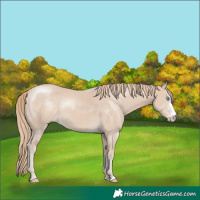 Horse Color:Smoky Creme Sabino 