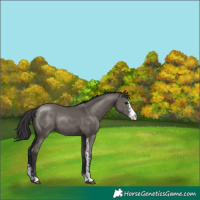Horse Color:Smoky Grullo Sabino 