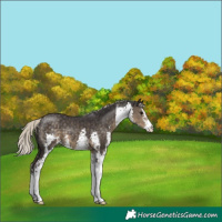 Horse Color:Silver Smoky Black Sabino 