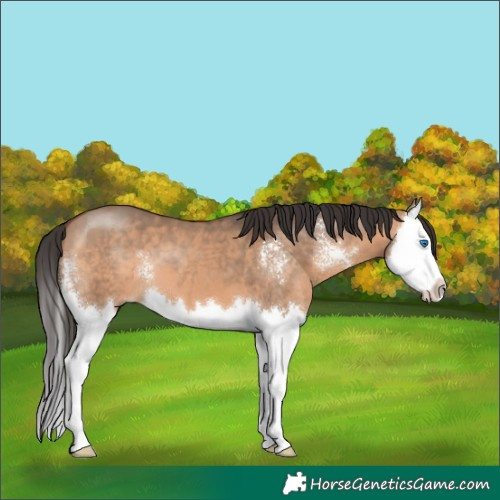 Horse Color:Bay Dun Sabino Splash