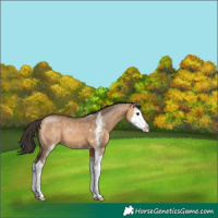Horse Color:Bay Dun Sabino Splash 