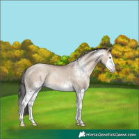 Horse Color:White Spotted Sable Champagne Dun Splash Rabicano 