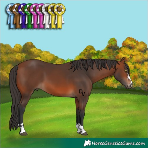 Horse Color:Bay 