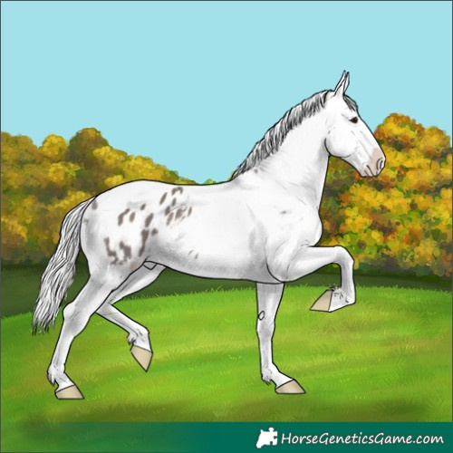 Horse Color:Platinum Smoky Grullo Tobiano Appaloosa 