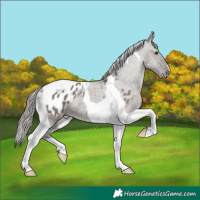 Horse Color:Platinum Smoky Grullo Tobiano Appaloosa