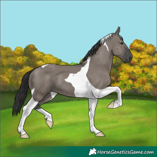 Horse Color:Grullo Tobiano 
