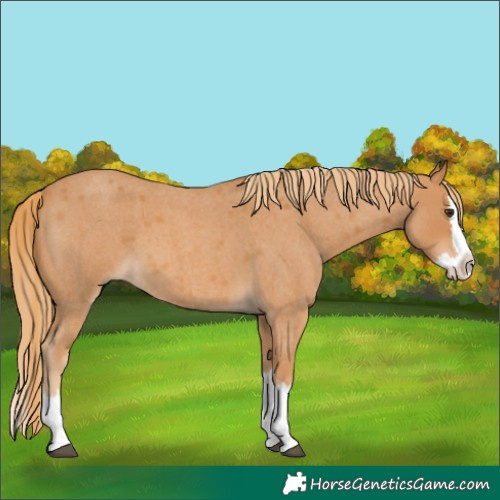 Horse Color:Red Roan Splash