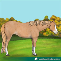 Horse Color:Red Roan Splash 