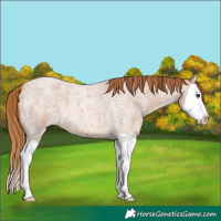 Horse Color:Red Roan Splash 