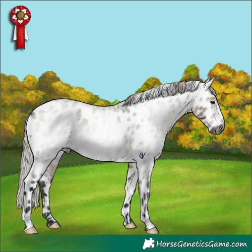 Horse Color:Gray White Spotted Silver Brown Roan Dun Appaloosa Rabicano 