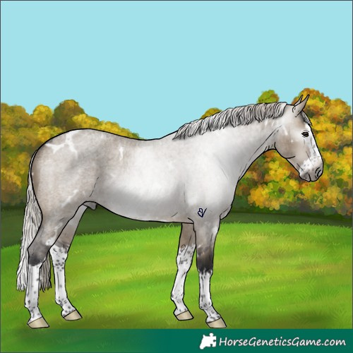 Horse Color:Gray White Spotted Silver Brown Roan Dun Splash Rabicano 