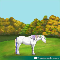 Horse Color:Gray Painted White Spotted Silver Grullo Ice Roan Pearl Frame Appaloosa Rabicano 