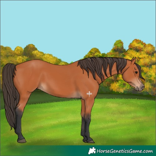 Horse Color:Bay 