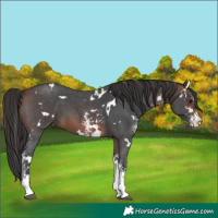 Horse Color:White Spotted Brown Sabino