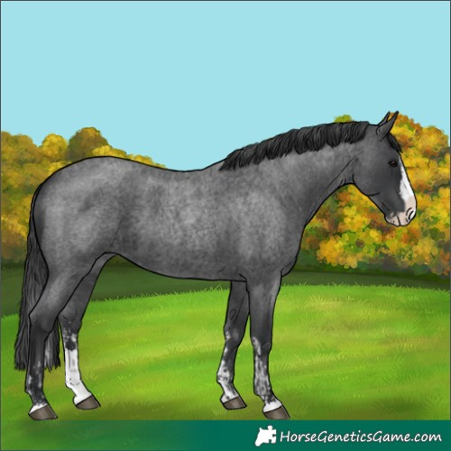 Horse Color:Blue Roan Sabino Splash  and Blue Roan Sabino Splash 