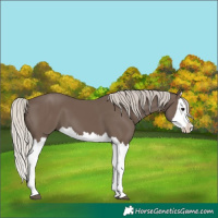 Horse Color:Silver Black Splash 