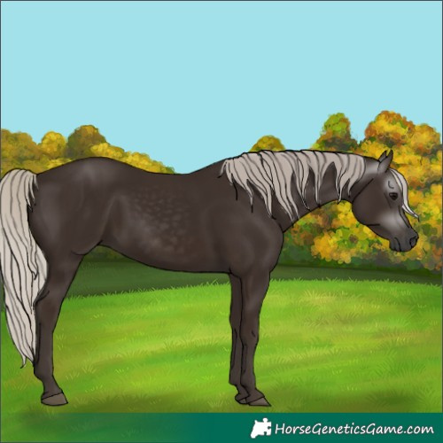 Horse Color:Gray Silver Black 