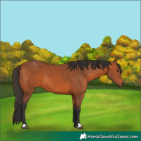 Horse Color:Bay 