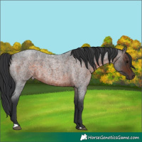 Horse Color:Brown Roan