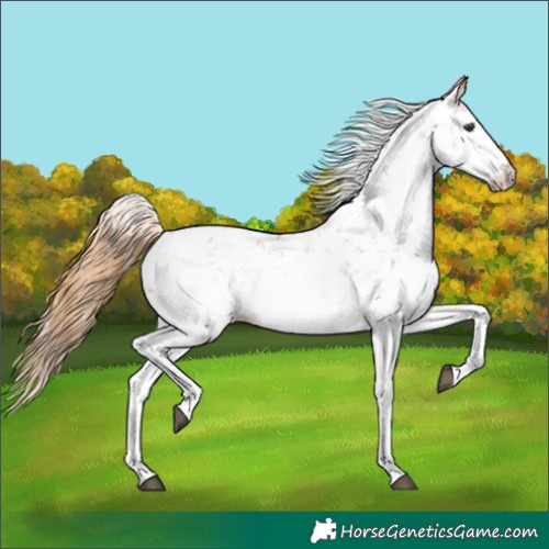 Horse Color:Chestnut Sabino