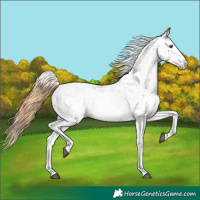 Horse Color:Chestnut Sabino