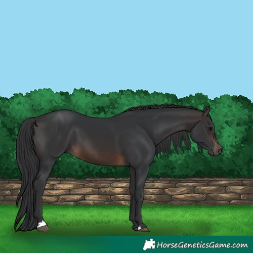 Horse Color:Brown 