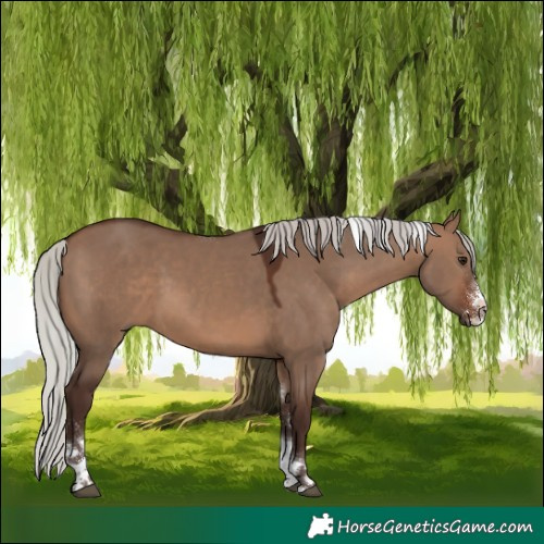Horse Color:Silver Brown Dun Sabino Tobiano 