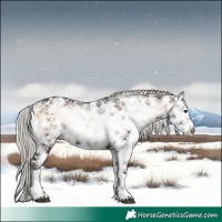 Horse Color:White Spotted Silver Brown Ice Onyx Sabino Rabicano 