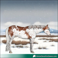 Horse Color:White Spotted Silver Brown Splash 