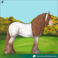 Horse Color:Gold Champagne Roan Frame Appaloosa Rabicano 