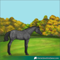 Horse Color:Blue Roan 
