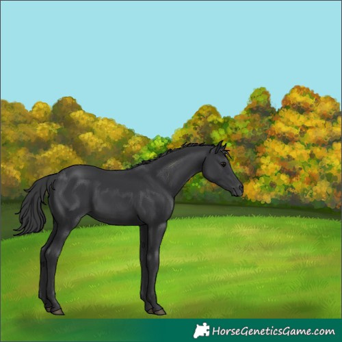 Horse Color:Black 