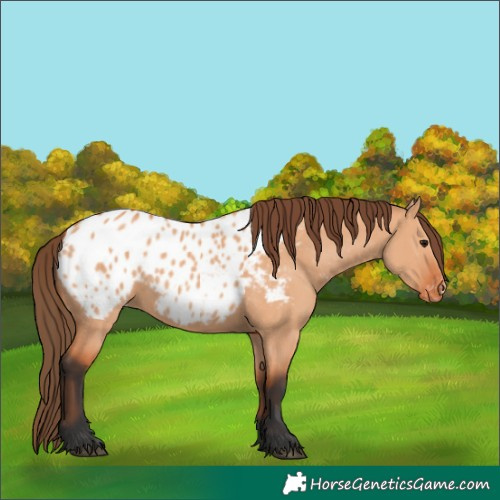 Horse Color:Bay Dun Appaloosa 