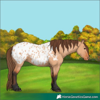 Horse Color:Bay Dun Blanket 