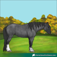 Horse Color:Blue Roan 