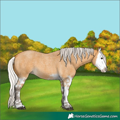 Horse Color:Silver Buckskin Roan Splash 