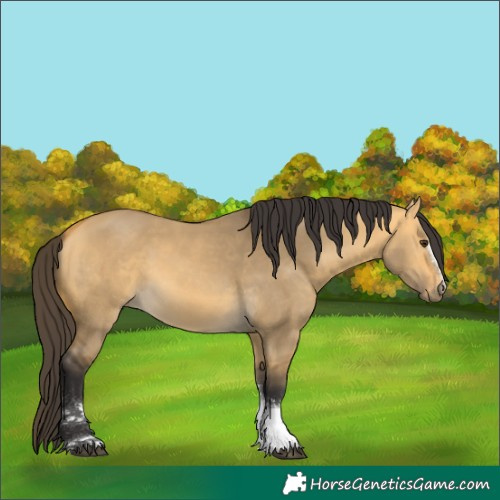 Horse Color:Unknown 
