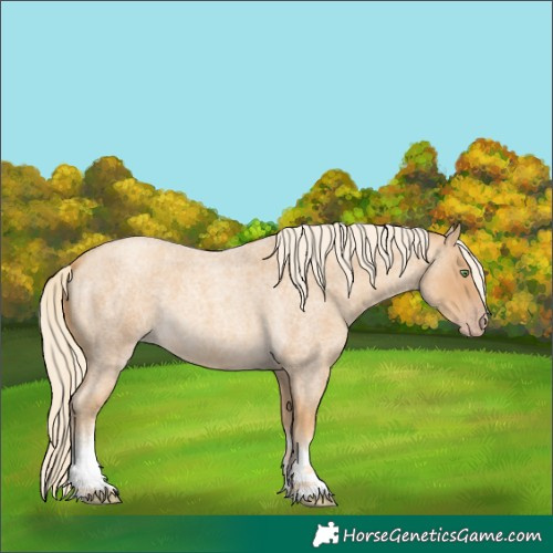 Horse Color:White Spotted Gold Cream Champagne Roan 
